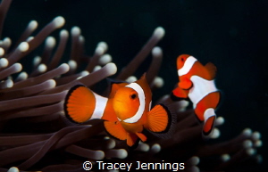 Nemo in Komodo - one of the very first photos I took unde... by Tracey Jennings 